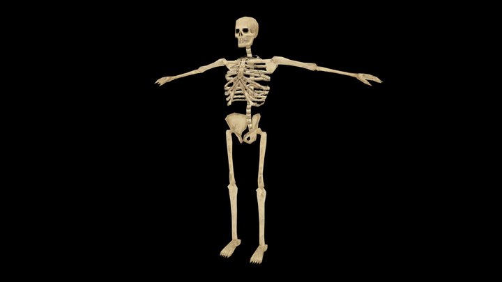 Skeleton Character PSX 3D Model