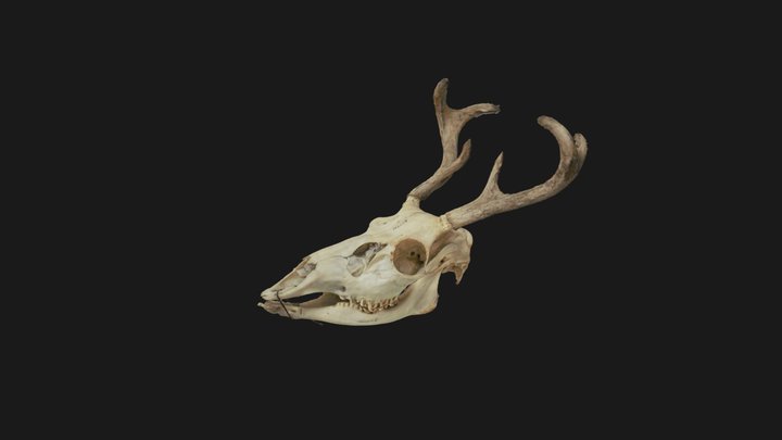 White-tailed Deer 3D Model