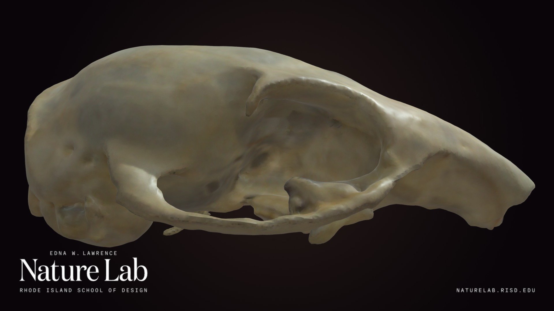 Rodent Skull