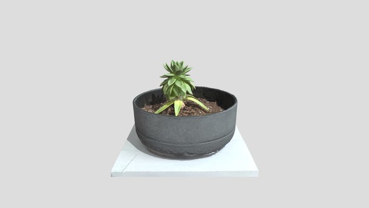 Plant 3D Model