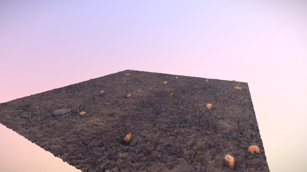 Talaj/Ground