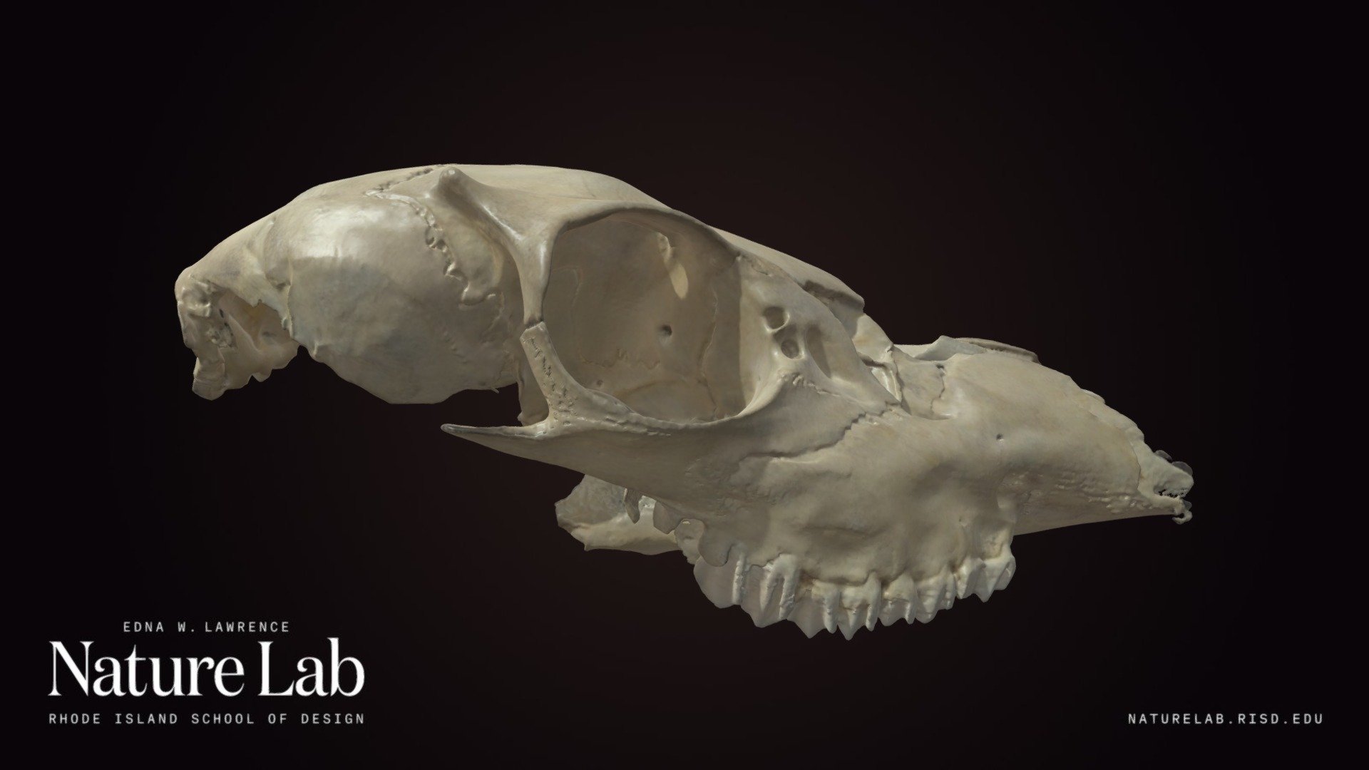 Goat Skull