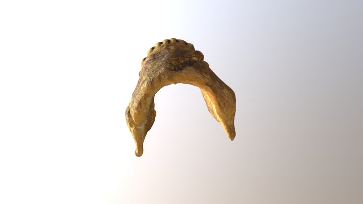 Homo naledi mandible 3D Model