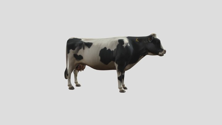 Cow, Kuh 3D Model