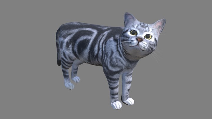 Cat Color 3D Model