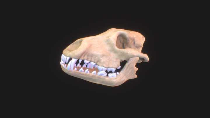 Doggy_skull_practice 3D Model