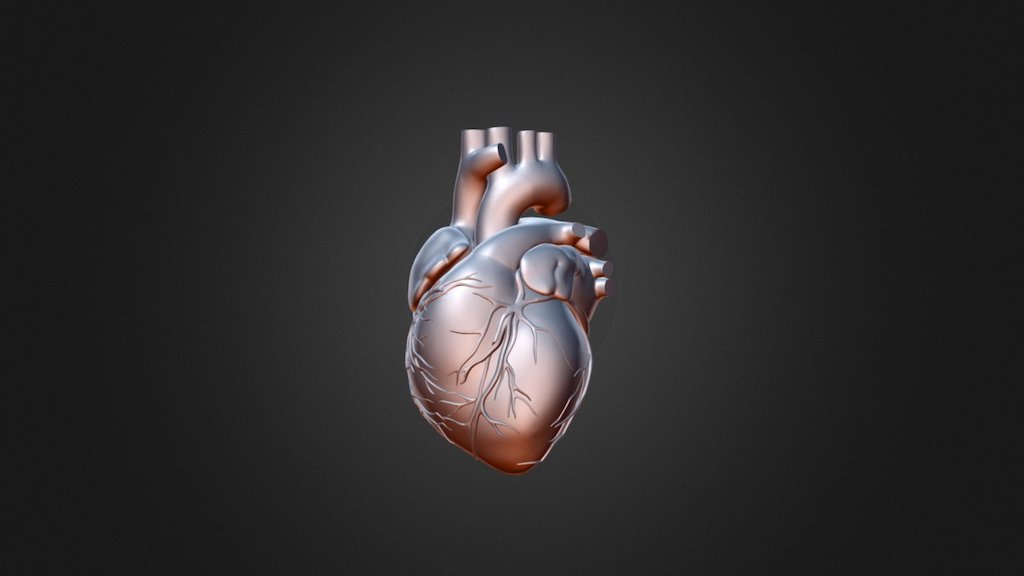 Anatomical Heart (3) Download Free 3D model by AFcBigfoot [ecf42bf