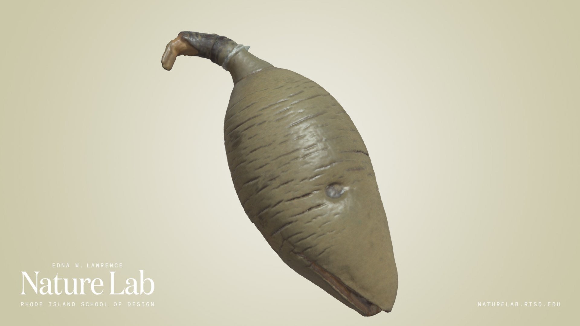 Sandplain Woody Pear