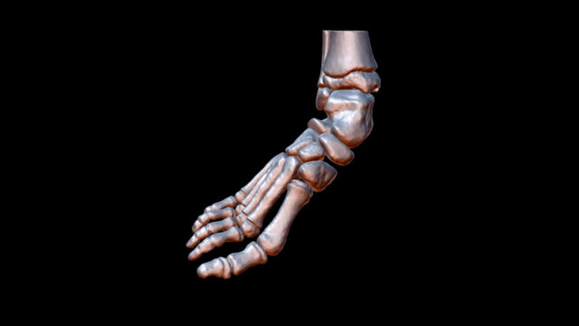 # 041 Right Foot Bones 3D Model