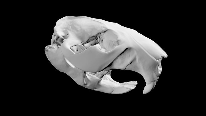 Beaver Skull – Free 3D Model STL