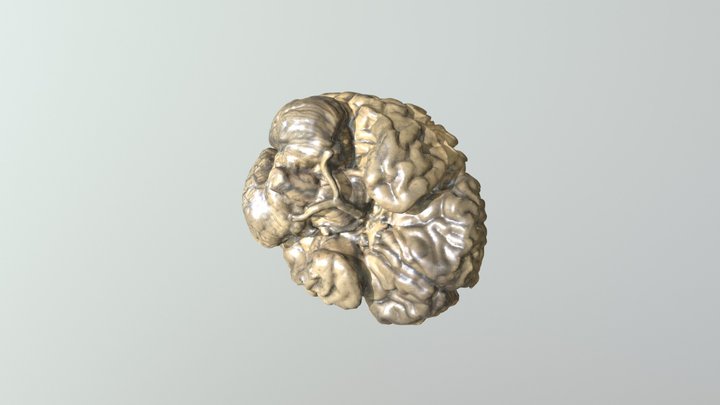 Brain Scan Color 3D Model