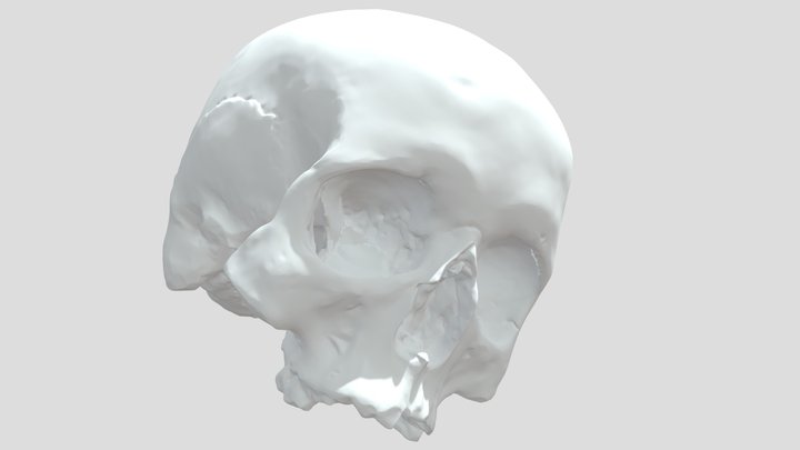 Skull 3D Model