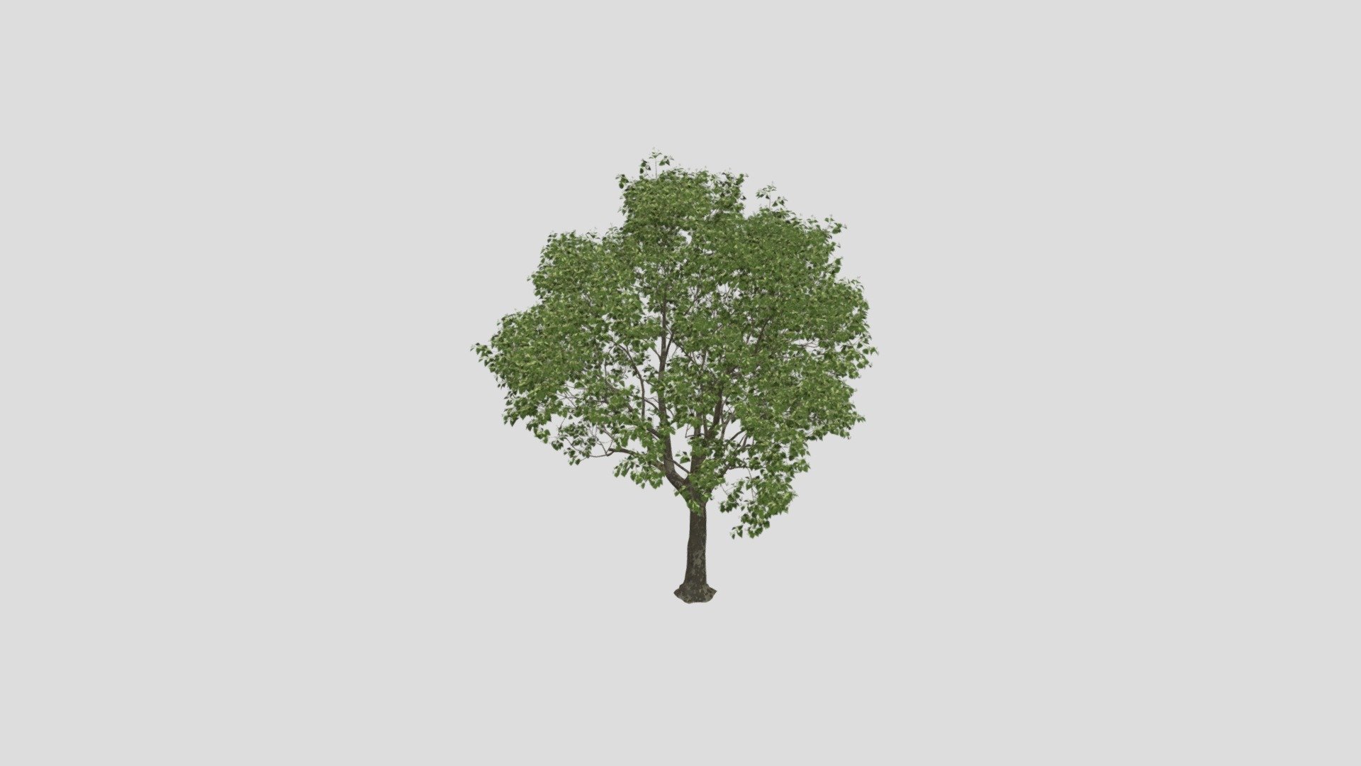 Tilia 20 AM255 Archmodel - Buy Royalty Free 3D model by Evermotion ...