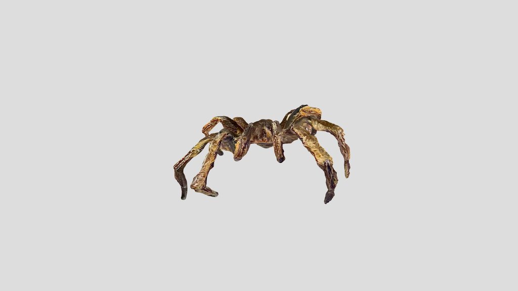 Aranha-caranguejeira (Avicularia sp.)