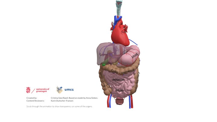 Abdomen Anatomy 3D Model