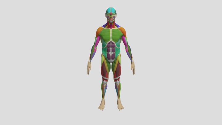 Anatomy Study: Écorché 3D Model