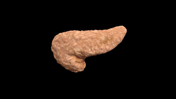 Trzustka 3D Model