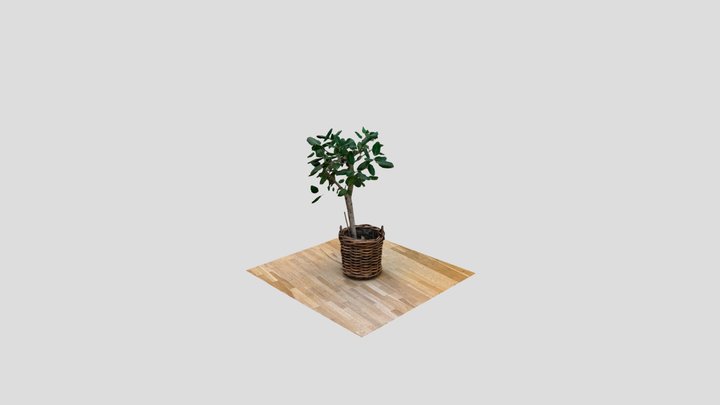 Office plant Photogrammetry 3D Model