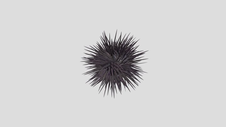 Sea urchin 3D Model