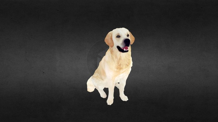 Golden Retriever dog 3D Model