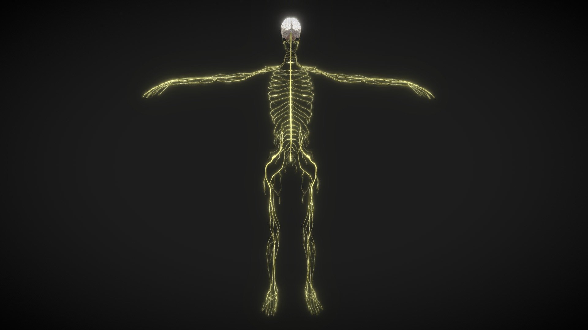 Human-Nervous System - 3D model by 1225659838@ (@Novaky) [ed10f86]