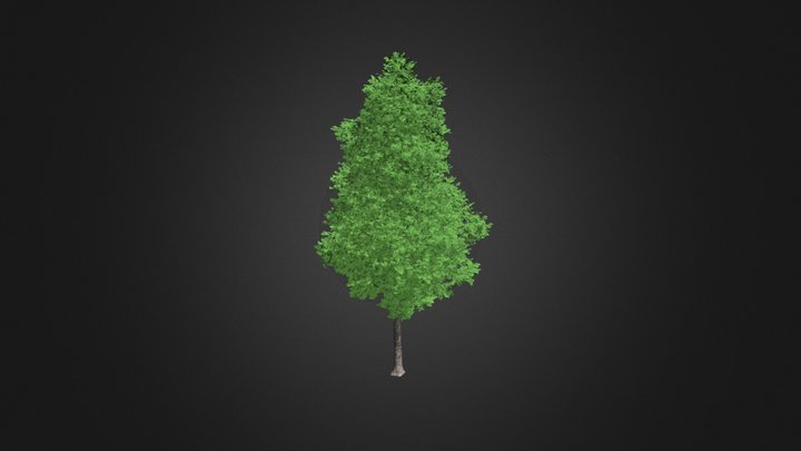 Ginkgo Tree (Ginkgo biloba) 7.4m 3D Model