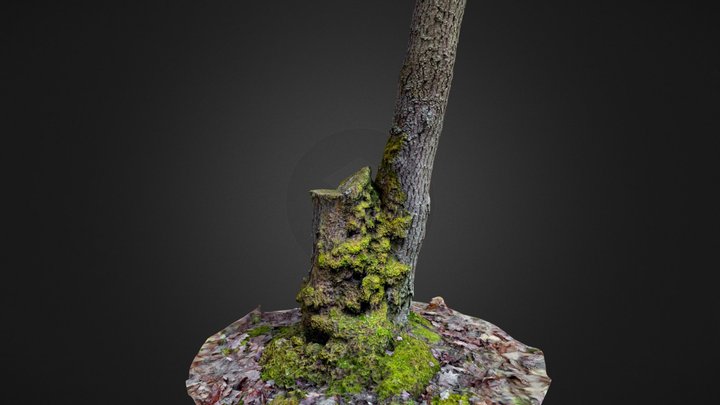 Mossy tree with ground 3D Model