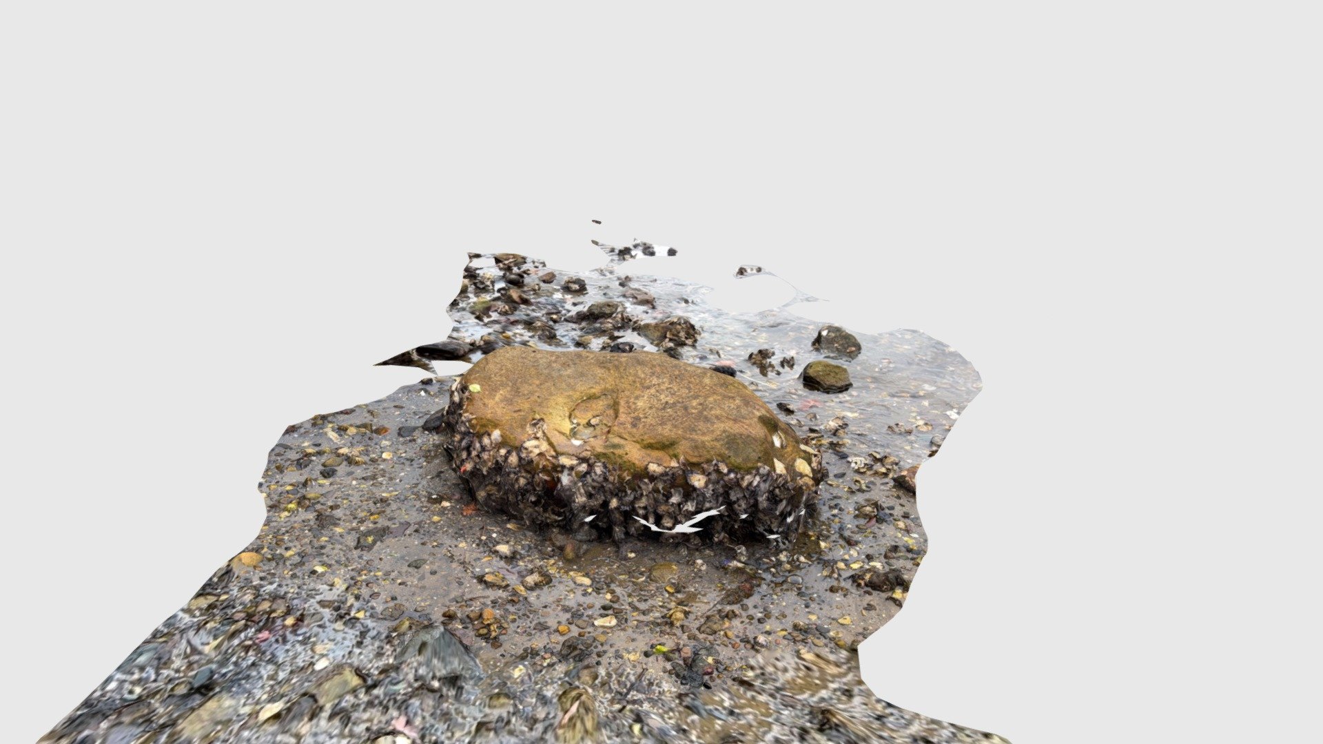 Rock near Blackwattle Bay