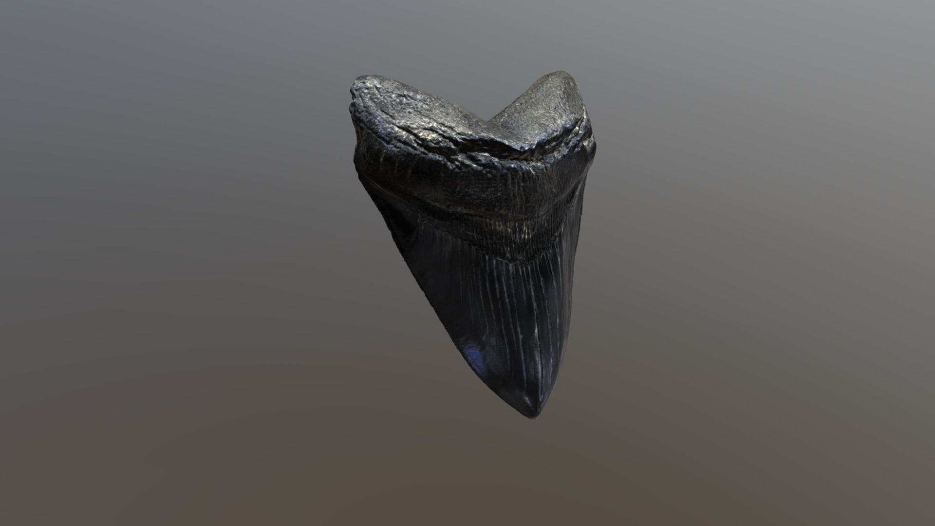 3D model Black Megalodon Tooth - This is a 3D model of the Black Megalodon Tooth. The 3D model is about a shiny silver object.