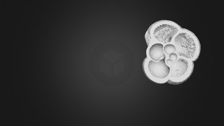 N. dutertrei 1.6km core 3D Model
