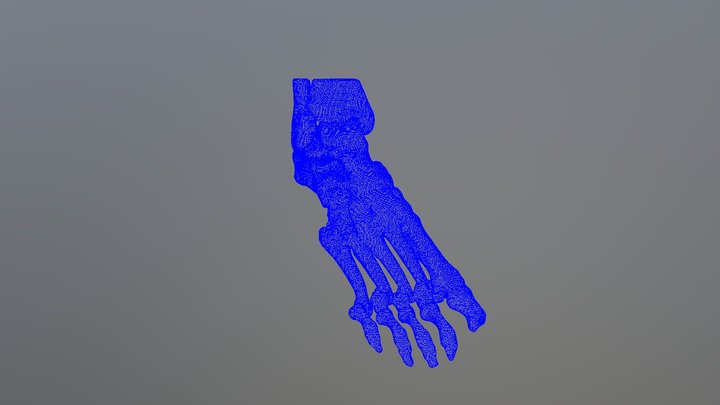 RIGHT FOOT REAL 3D Model
