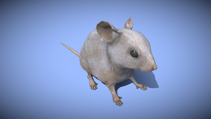Mouse - xgen - multi colored - realistic style 3D Model