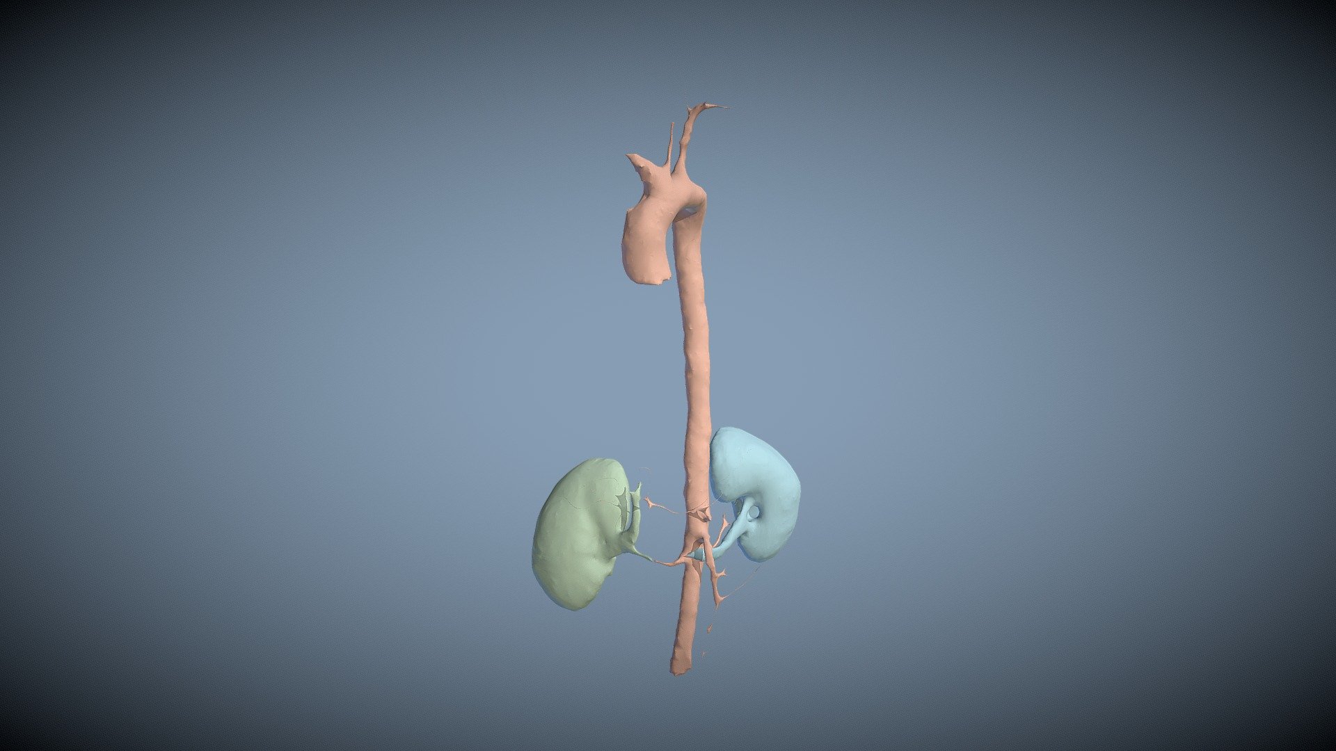 CTACardio - Kidneys and Aorta