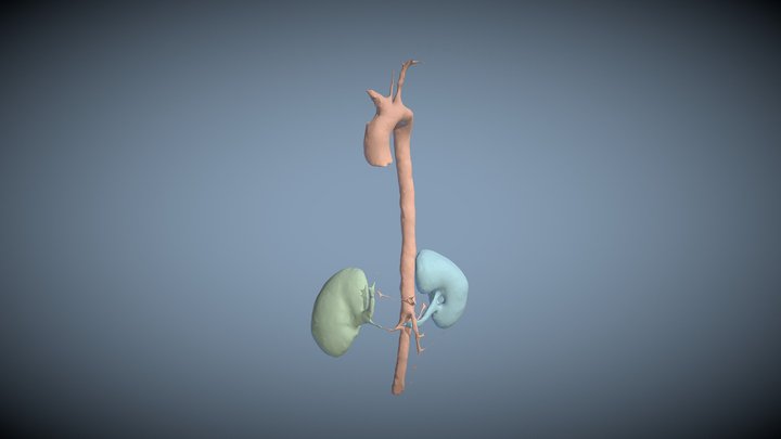 CTACardio - Kidneys and Aorta 3D Model