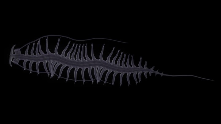 Tomopteris – Modello 3D gratuito STL