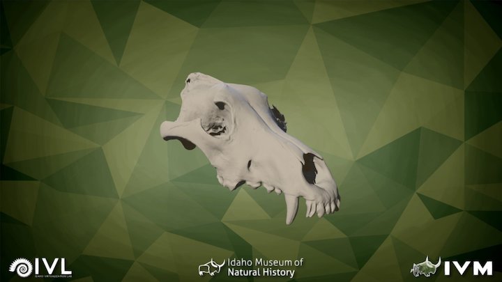 IMNH R-97 Gray Wolf Cranium – Modello 3D gratuito STL