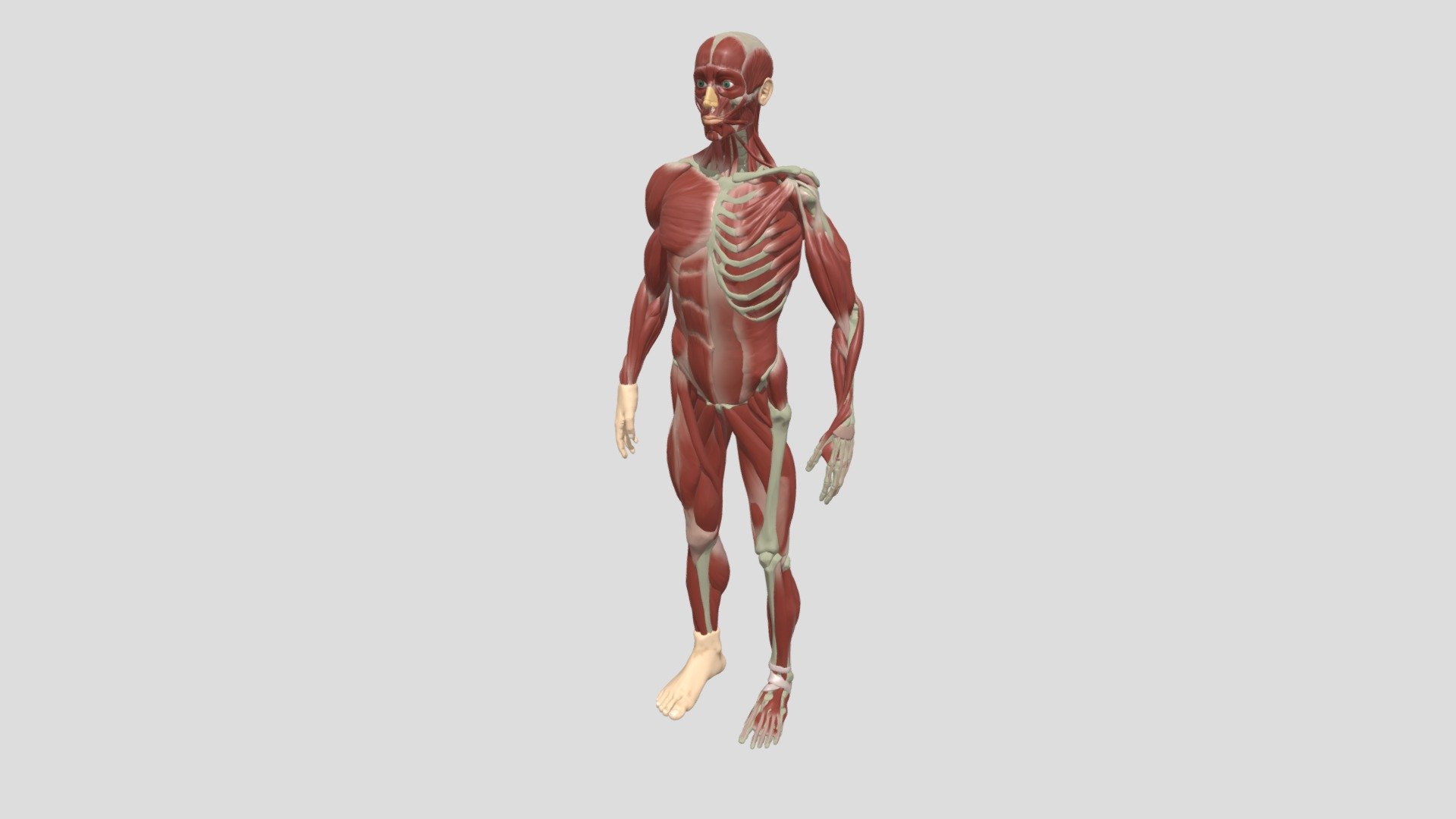 ecorche_-_anatomy_study_glb (1) - 3D model by namrathagk1711 [ed379e2 ...