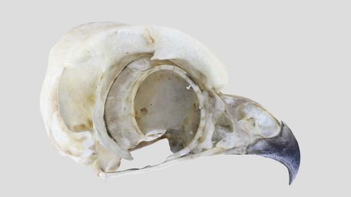 UWYMV:Bird:5882, Aegolius acadicus, Crania – Gratis 3D-model STL