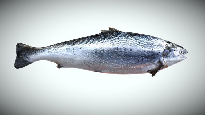 Fish – Modello 3D gratuito STL