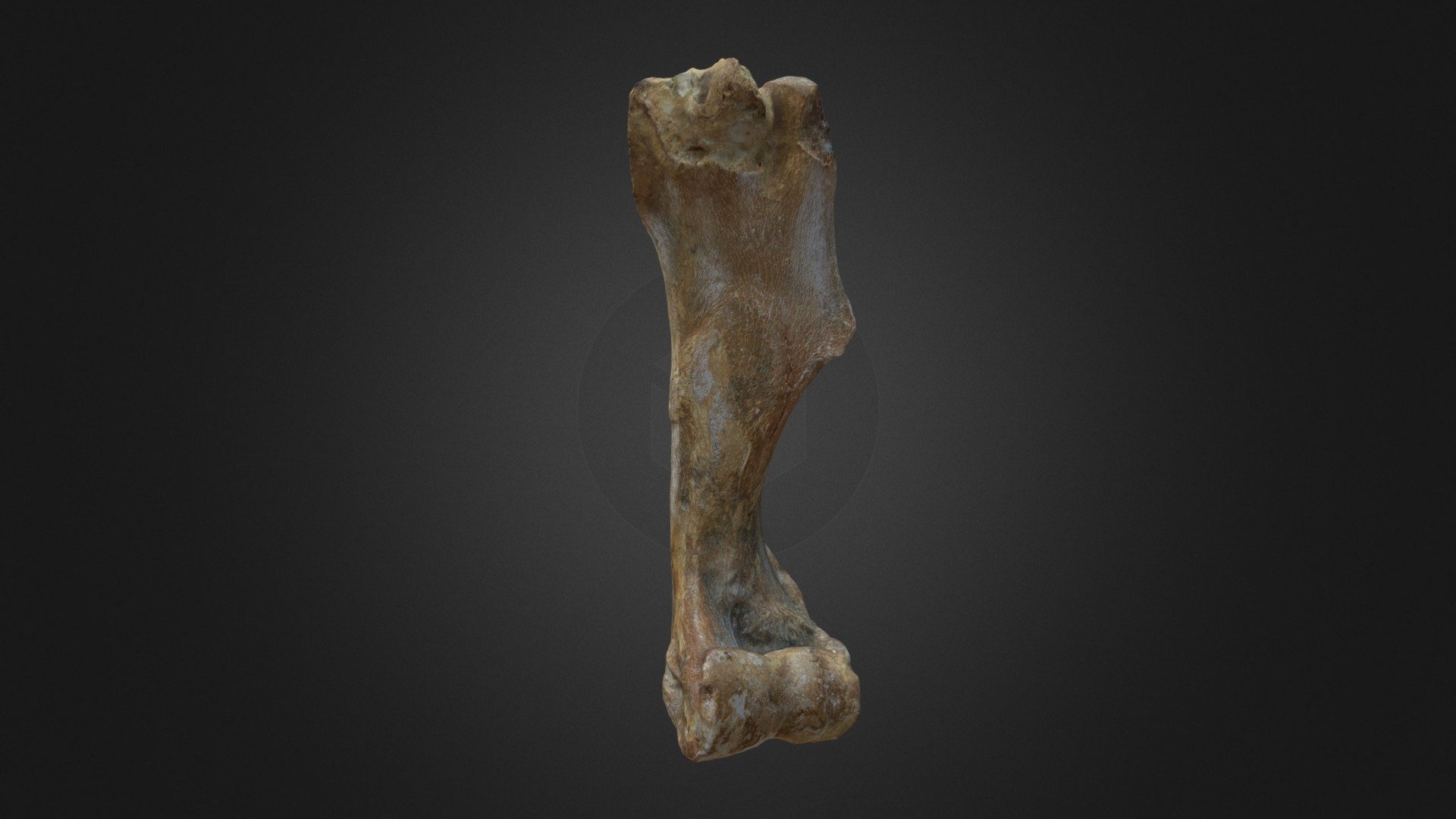 Horse Humerus Buy Royalty Free 3d Model By Olof Moleman Lordtrilobite Ed3d5f1 Sketchfab Store