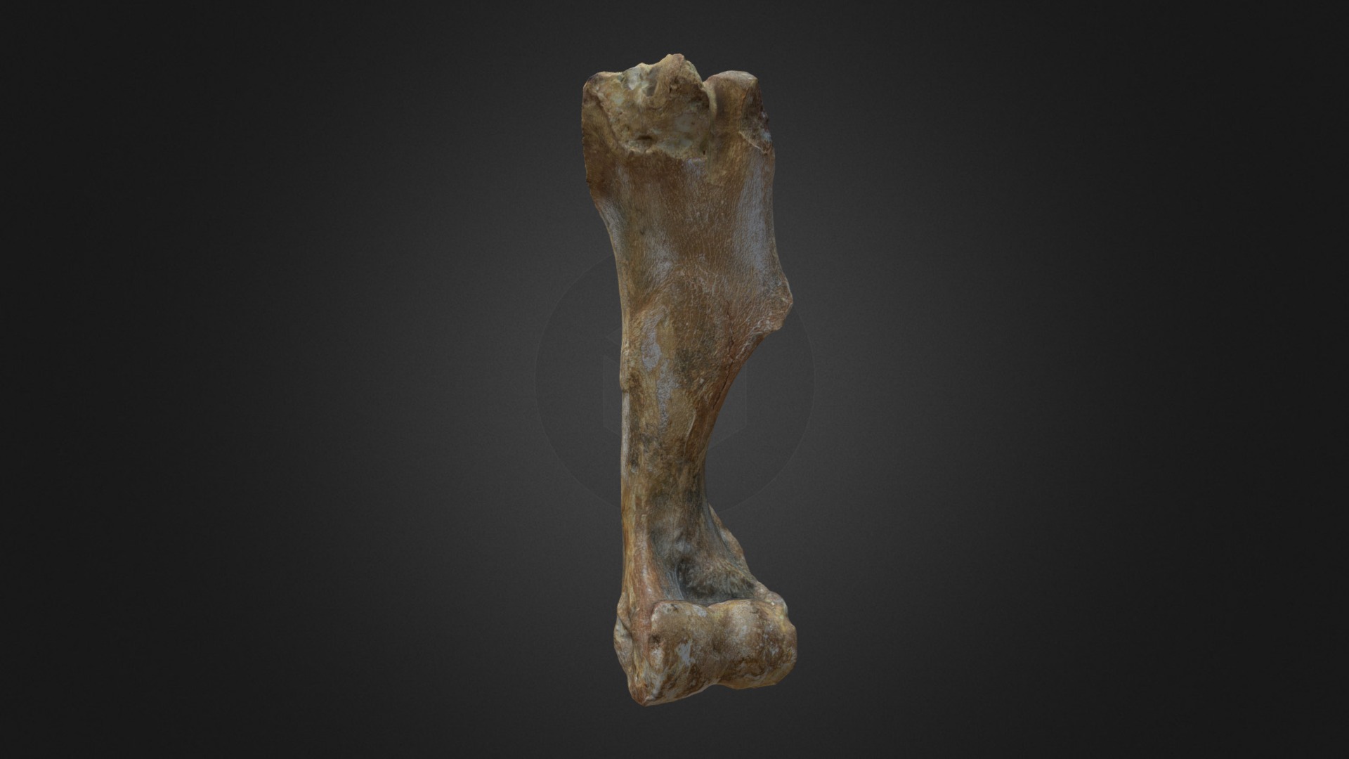 3D model Horse Humerus - This is a 3D model of the Horse Humerus. The 3D model is about a bone on a black background.