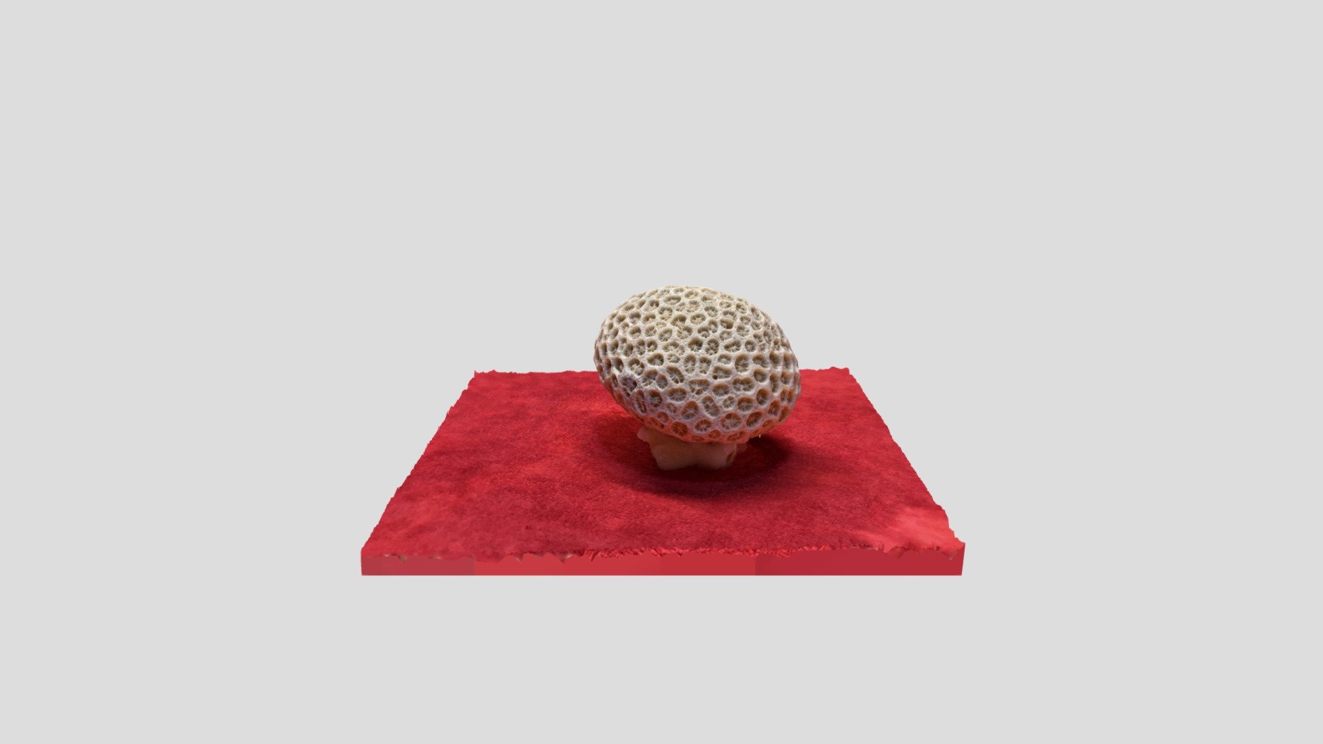 Brain Coral Download Free 3D model by Mycelium (Breakthrough