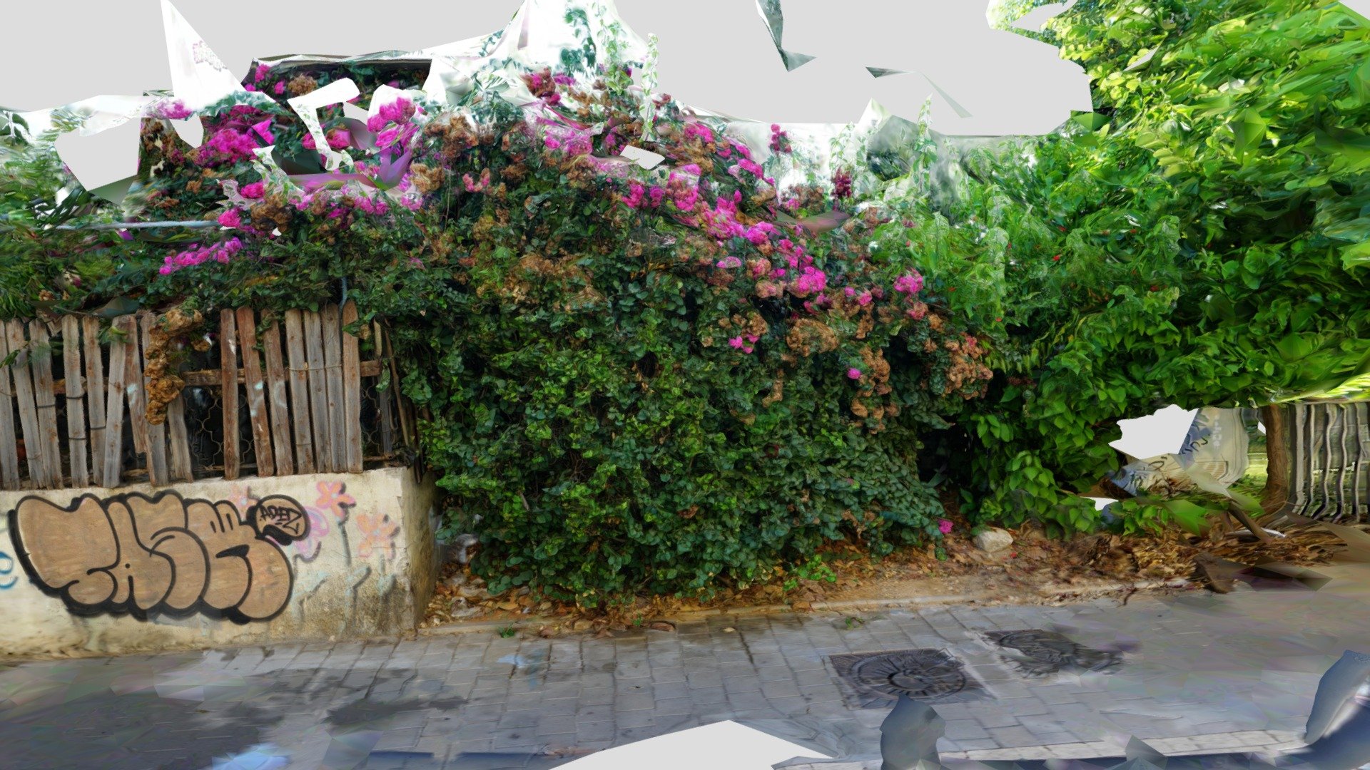 Bugonvilia in Tel Aviv