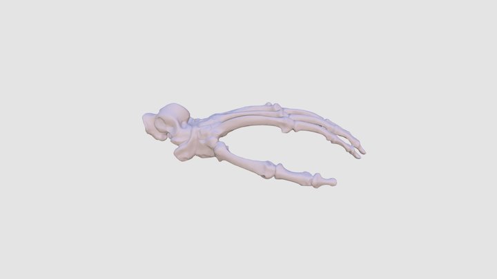 Chimp Foot 3D Model