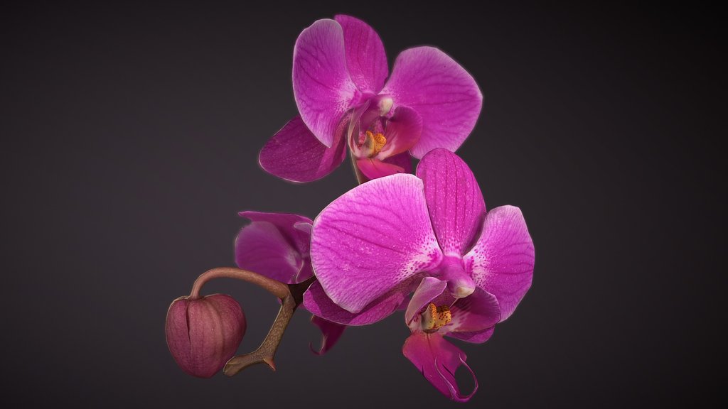 Orchid