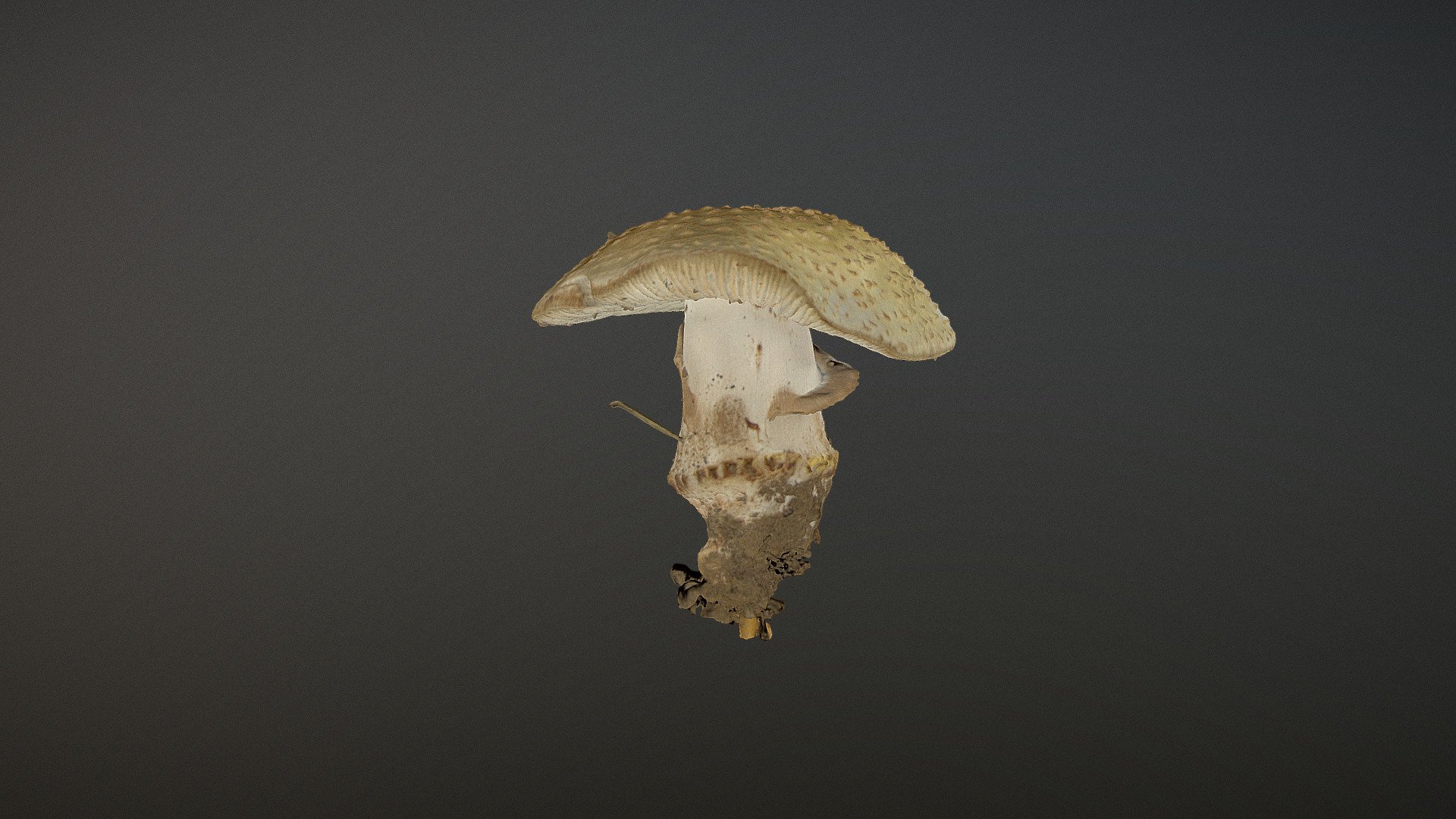 Real fungus scan 3D - Amanita rubescens