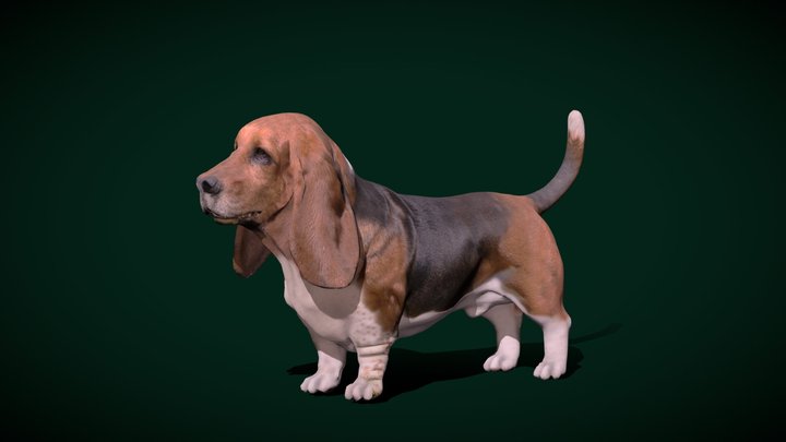 Free best sale basset hound