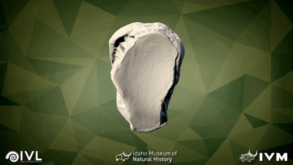 IMNH-75002-27- Sesamoid5