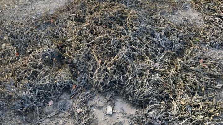 Seaweed Patch 3D Model