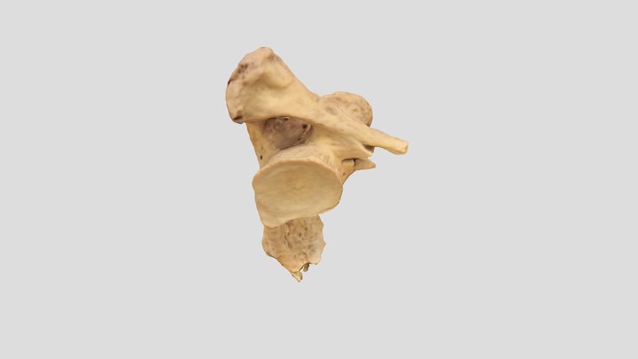 PNRP F.1.28.102.b 3D Model